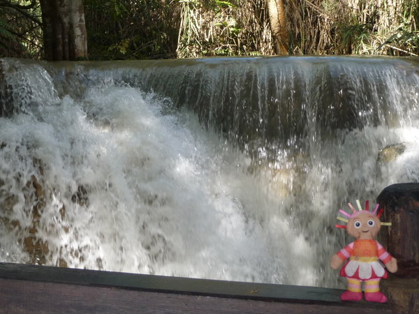 Daisy at the Waterfalls