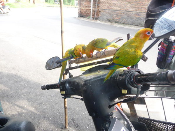 Parakeets on a motorbike!!