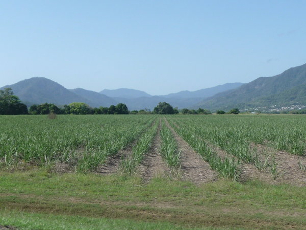 Sugar Cane on Captain Cook Highway