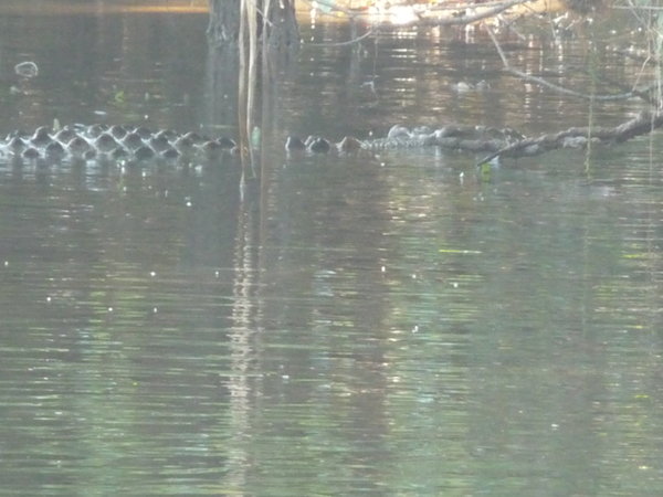 Crocodile on Daintree River