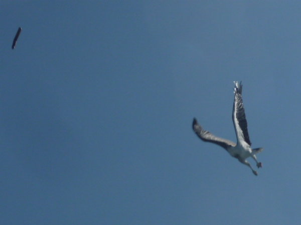 Sea Eagle about to catch the sausage!