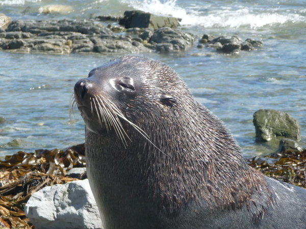 Seal at Seal Point