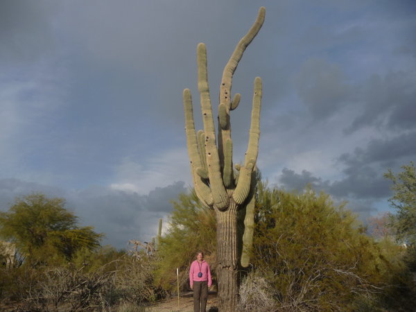 Saguaro cactus in the garden!
