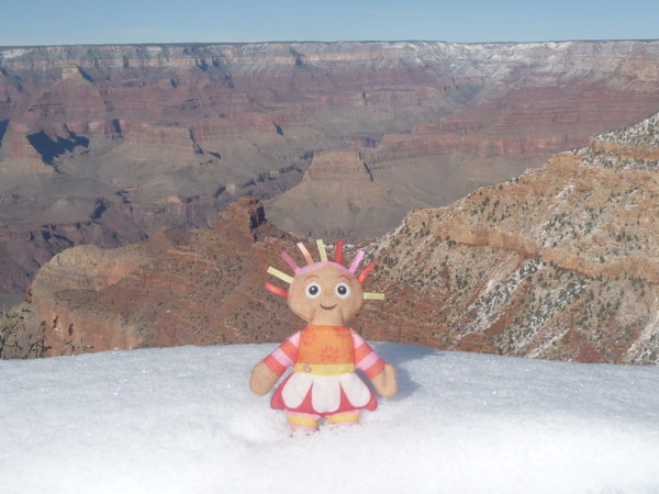 Daisy in the snow at Grand Canyon