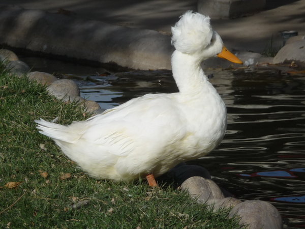 Duck! Loving the hairstyle!