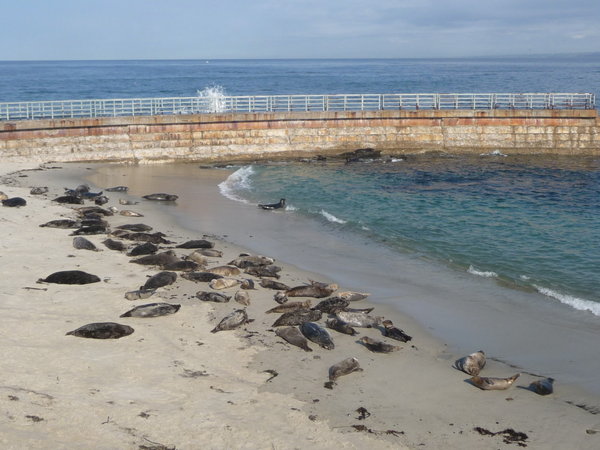 Harbour Seals at La Jolla