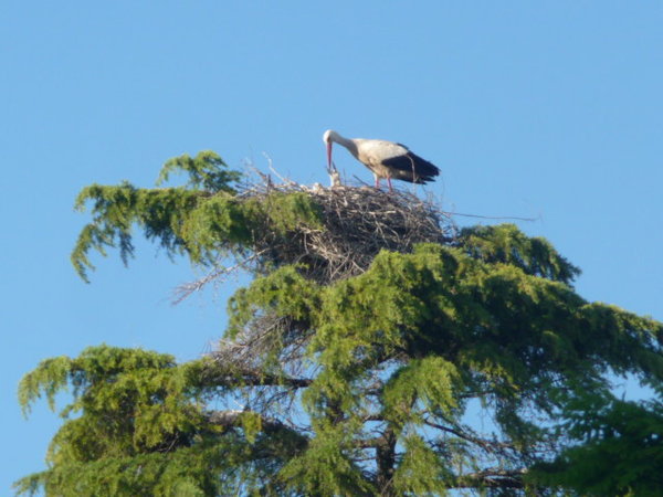 Baby stork and its Mum! 