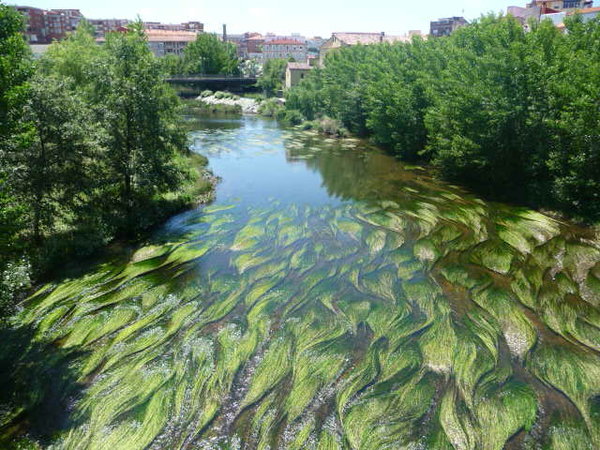 The river at Plasencia
