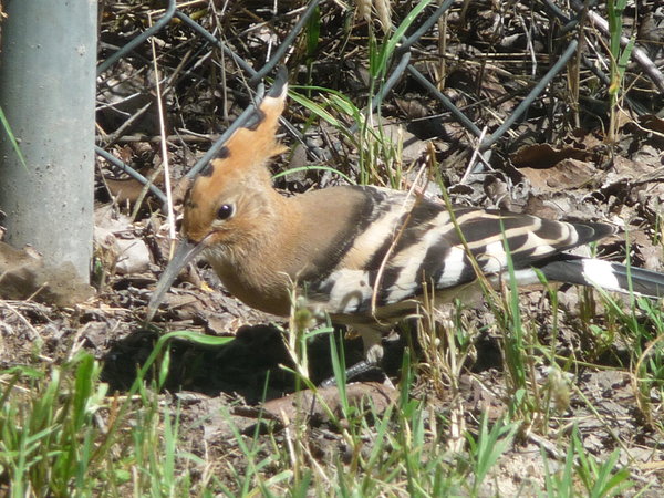 Hoopoe at the Campsite