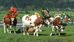 Decorated cows!