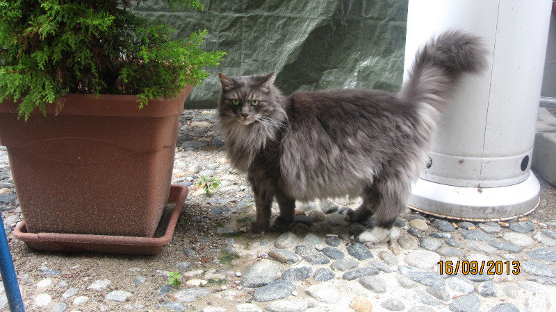 Big Grey fluffy cat