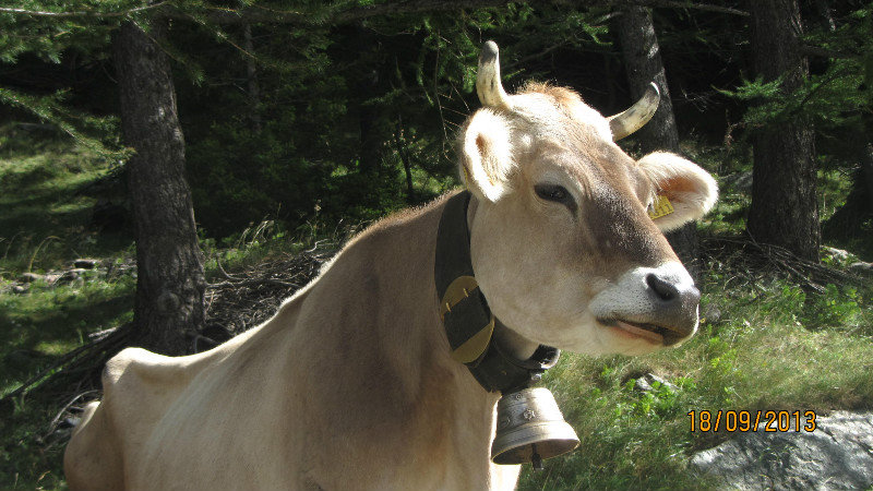 Alpine cow with her bell!