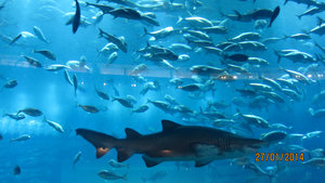 The largest Aquarium in the world!