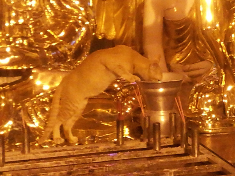 Cat at Shwedagon