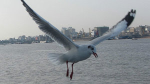 Seagulls catching food!