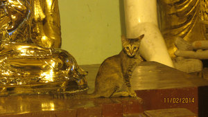 Cat at the Temple