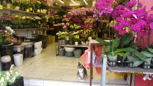 Cat at the flower market