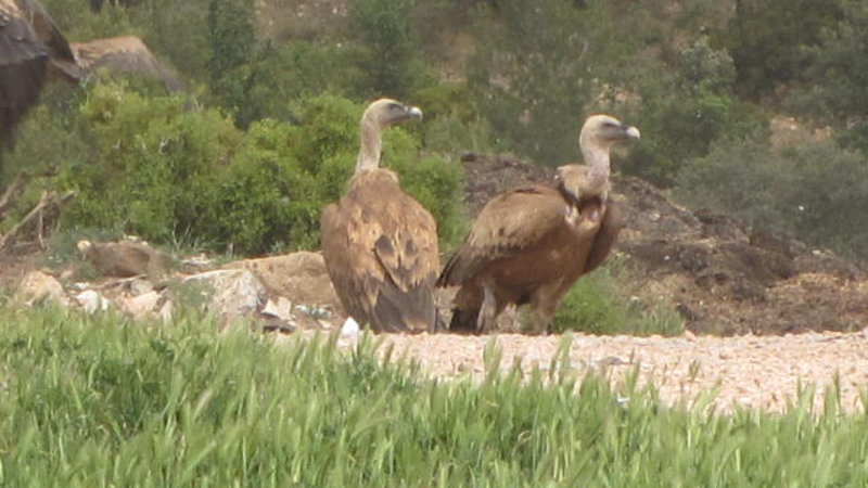 7. Griffin Vultures