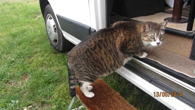 The huge cat that came to visit us in the campsite!