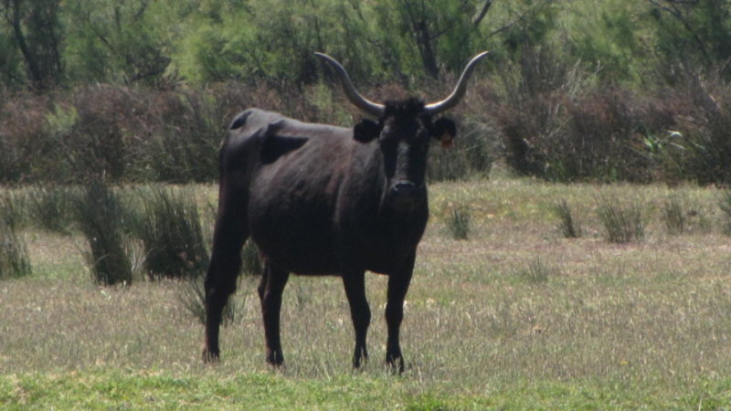 5.Black Bull