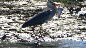Heron with his fish!
