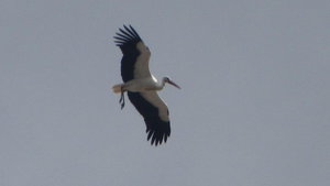 Flying stork at Silves