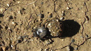 Dund Beetle