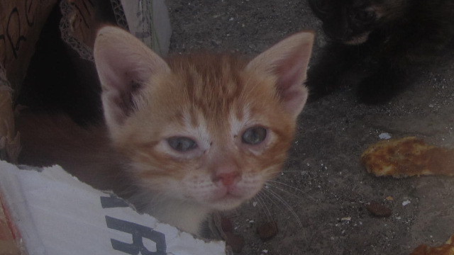 One of the kittens at Agio Galini