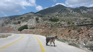 Goats in the road!