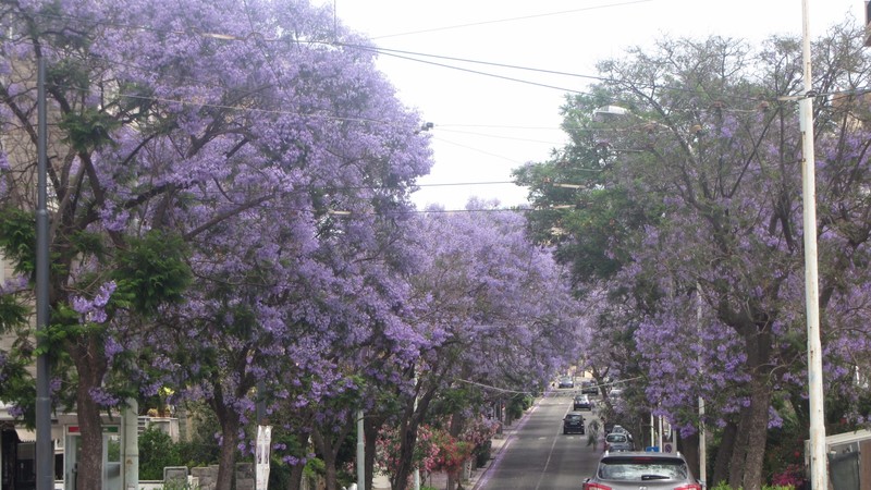 One of the tree lined Jacaranda avenues