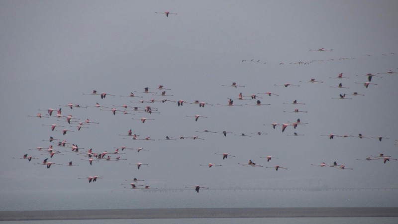 One of the massive flocks of flamingoes