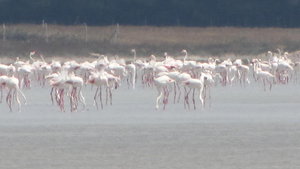 flamingoes on the Salt Lake