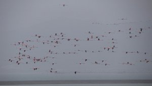 One of the massive flocks of flamingoes