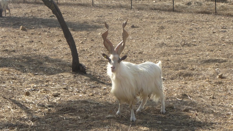 Curly horned goat!