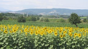 Fields of sunflowers