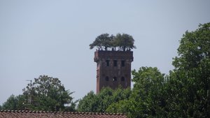 Torre di Guinigi, Lucca