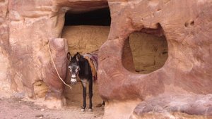 Donkey at Petra