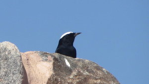 White Crowned Wheater (Eilat, Israel)