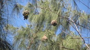 Weaver Birds b uilding thier nests