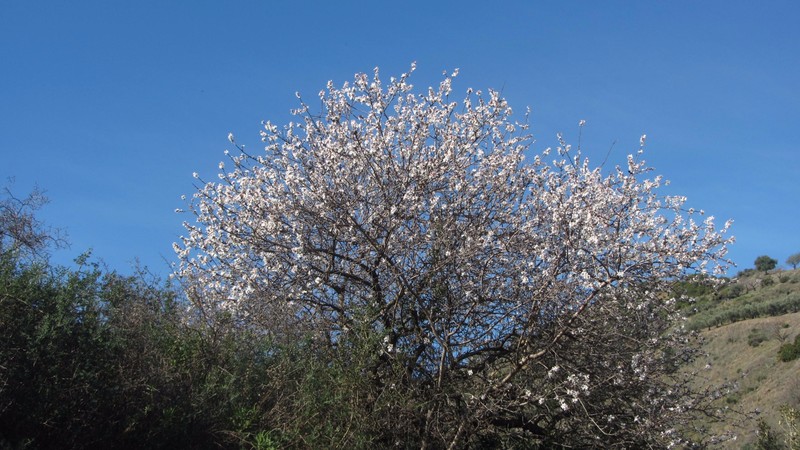 Almond Blossom Walk at Guaro