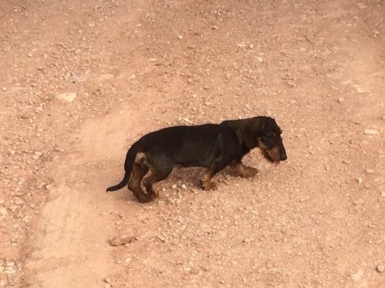 The dog we left behind at El Burgo