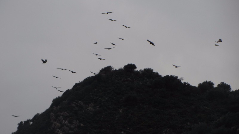 The Griffin Vultures returning back at Casares