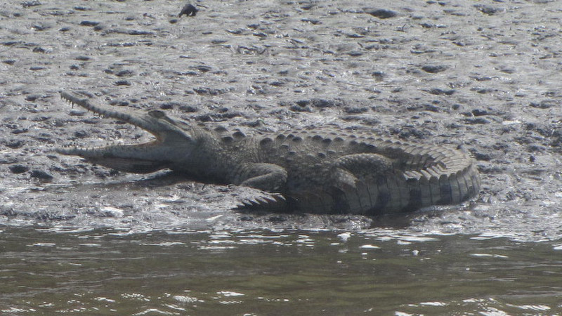 one of the crocodiles on the river