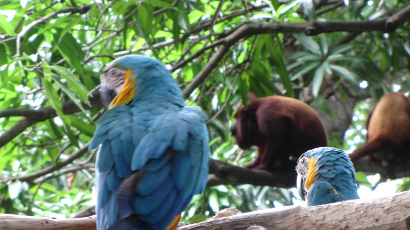 Macaws with Howler monkey