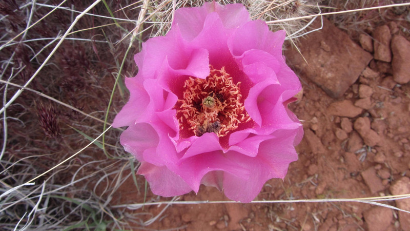 Cactus  in flower