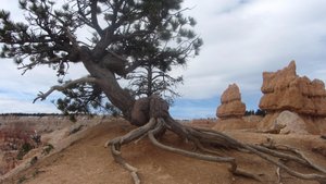 Limber Pine tree
