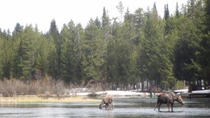 Moose in the River