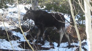 Moose, Grand Teton NP