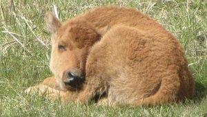 Baby Bison - known as red dogs