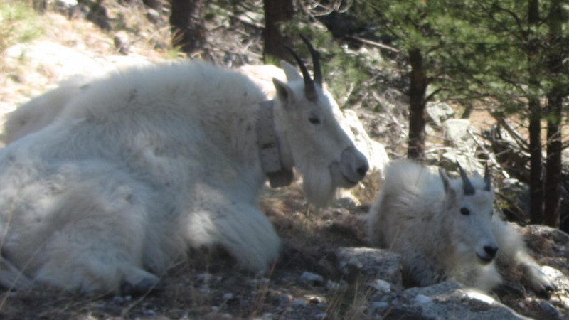 Long Haired mountain goats